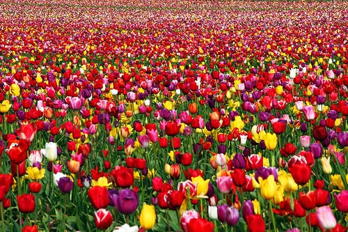 Los colores
