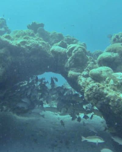 snorkeling tour ambergris caye belize