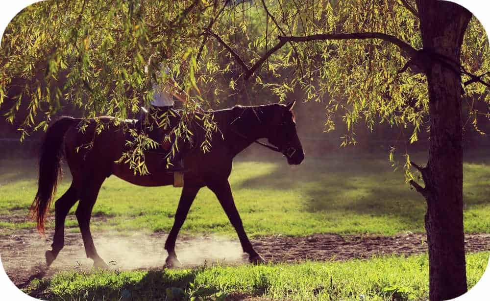 Excursie în familie la cai în Transilvania Cross-Country Farm Excursie în familie la cai în Transilvania Cross-Country Farm