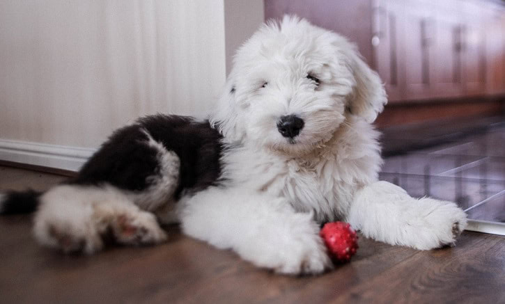 Best In Show: Simple Ways To Improve Your Dog's Behavior Best In Show: Simple Ways To Improve Your Dog's Behavior