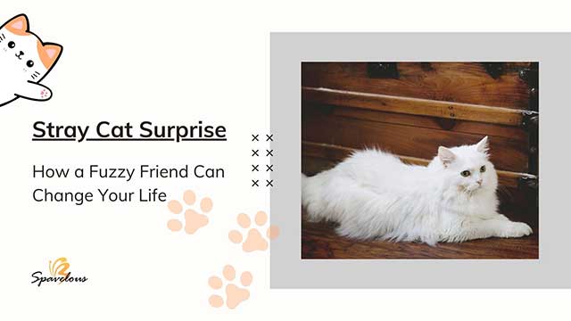 STRAY CAT SURPRISE: HOW A FUZZY FRIEND CAN CHANGE YOUR LIFE 5 invitation for self-reflection