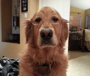chien-avec-sourcils4