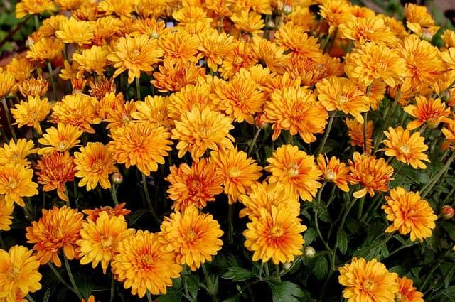 Garden Mums Orange
