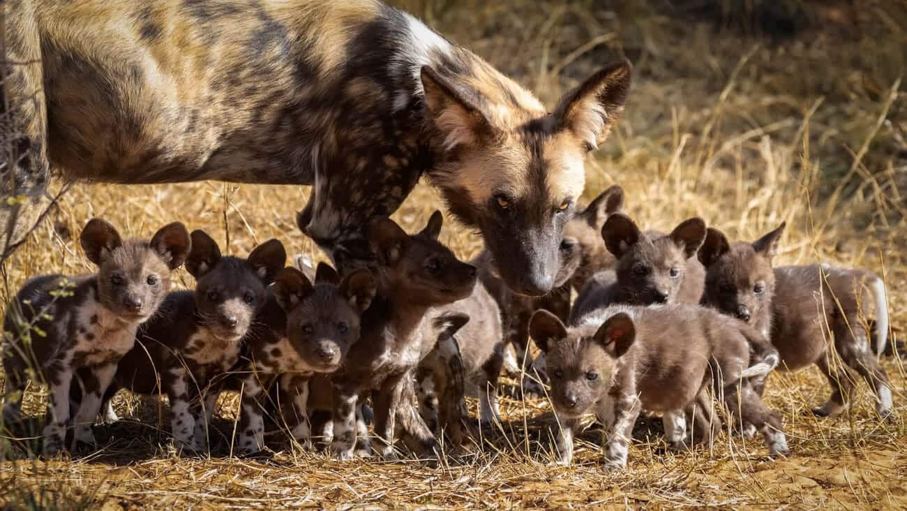 Painted Wild Dog Puppies Painted dog tasked with protecting the puppies while the rest of the pack sets out on a hunt