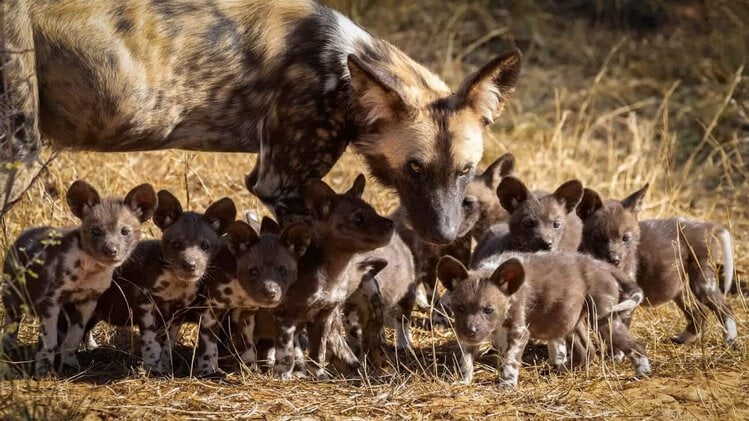 Painted Dog Safari - Africa’s Endangered Wild Dogs in 2025