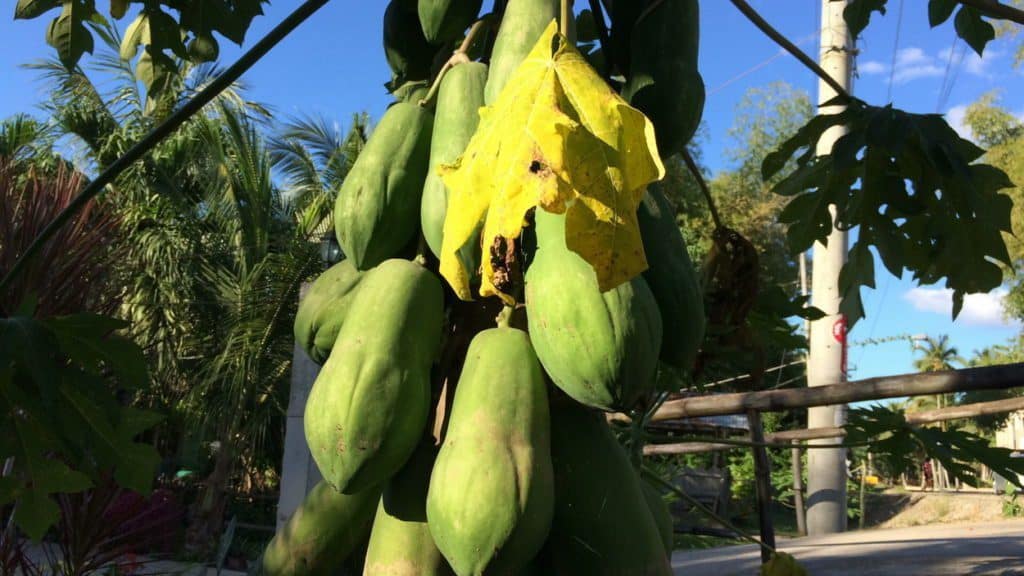 10 TOP dań na Filipinach