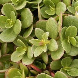 Iarba grasa (grasita) verdolaga pourpier portulaca Portulak gokid legume ordonate alfabetic