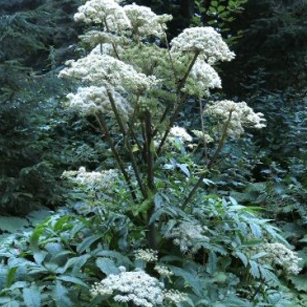 Angelica sylvestris / Wald-Engelwurz