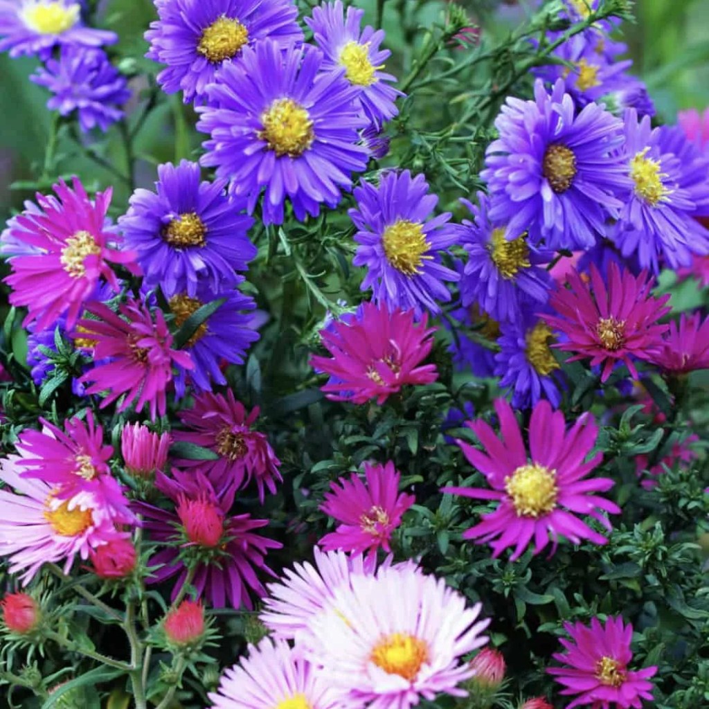 Welcome to Virgo Season 14 Kjahli