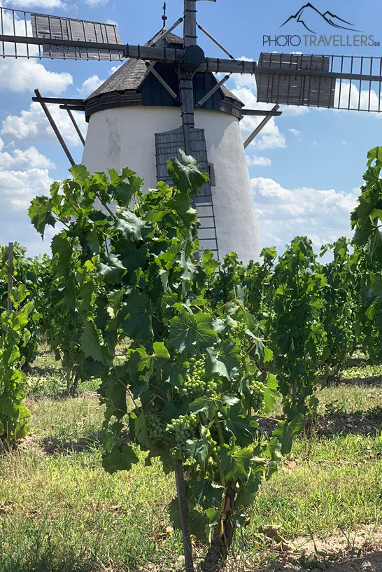 Weinreben um die Windmühle Retz
