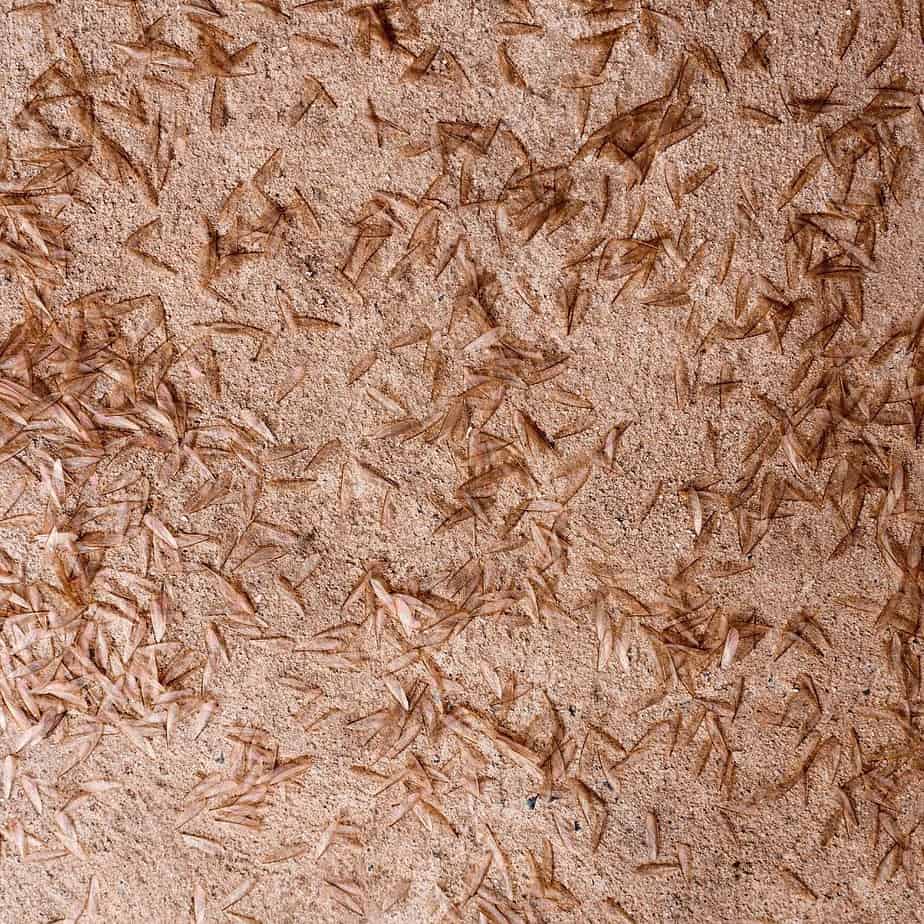Evidence of termites
