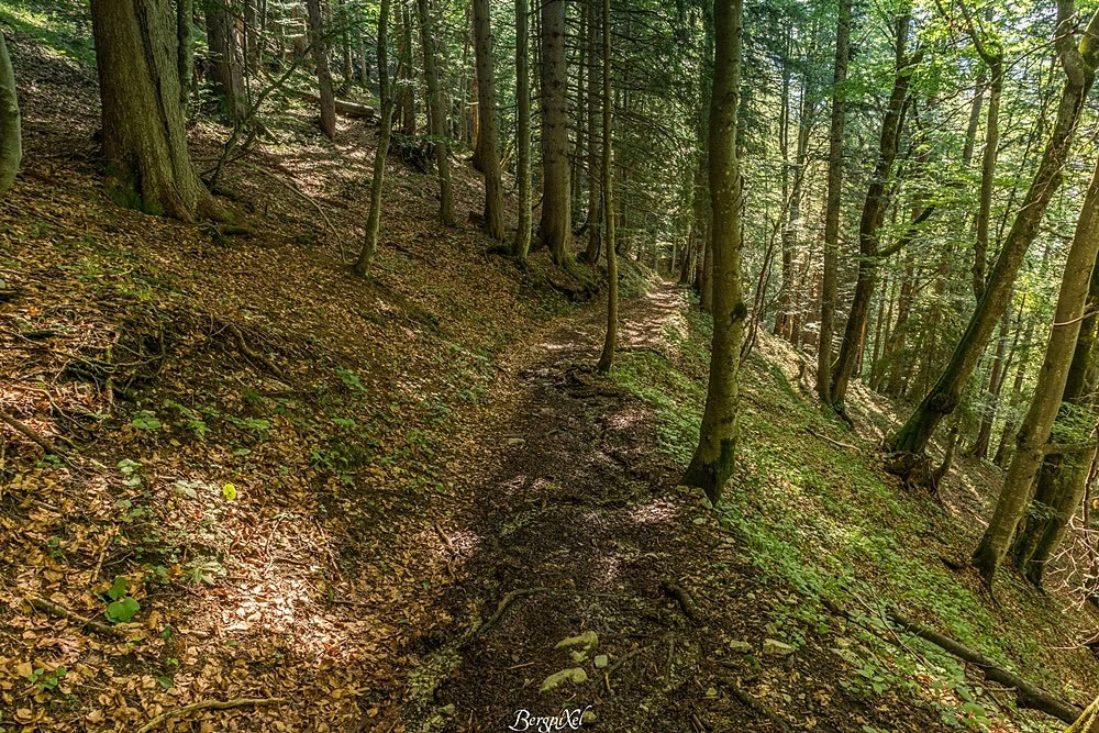 Ein Steig im Wald