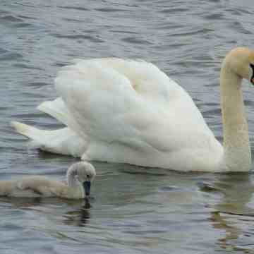 swan and cygnet