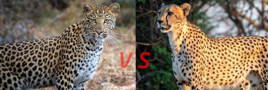 leopard-vs-cheetah-prints-spot-the-difference Side-by-side comparison of a leopard and a cheetah, highlighting their distinctive patterns