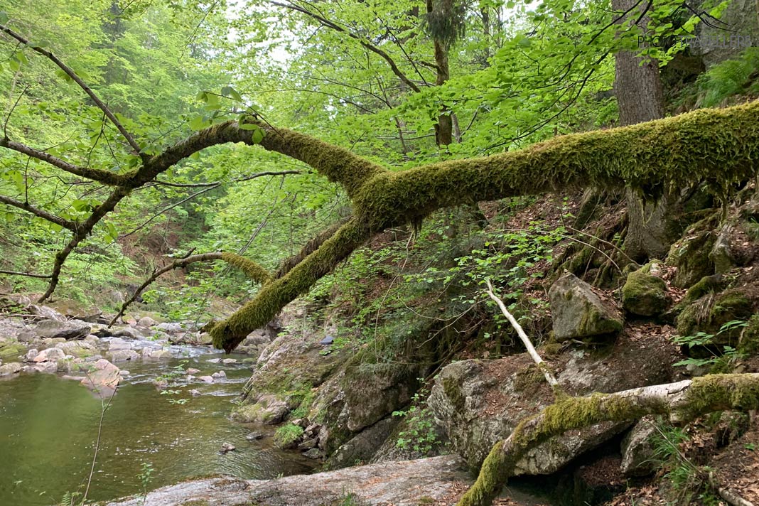 Ein Baum ragt in die Buchberger Leite