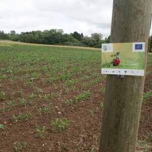 EU-Projekt „Insektenfördernde Regionen“ zieht Bilanz