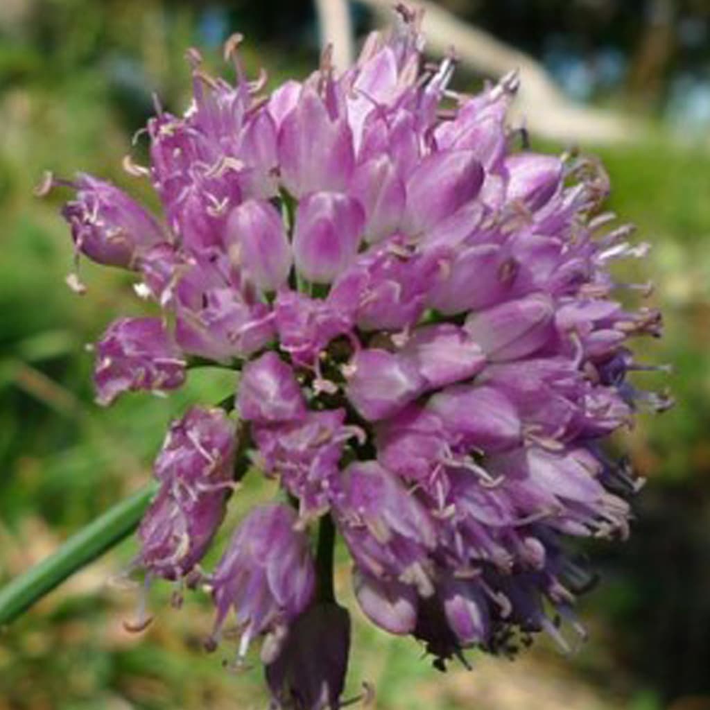 Allium lusitanicum / Berg-Lauch