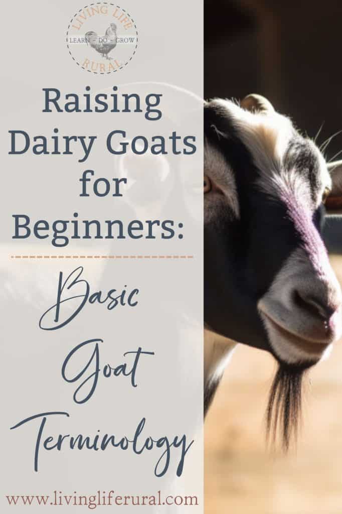Close up picture of a black and white dairy goat with the text: Raising Dairy Goats for Beginners: Basic Goat Terminology