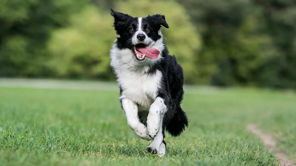 Border Collie Puppy Care Tips: Essential Guide for Happy Puppies