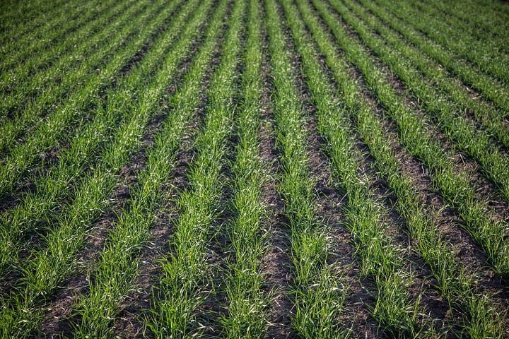 Why You Should Choose No-till for Agriculture – rows of young green crops thriving in undisturbed soil