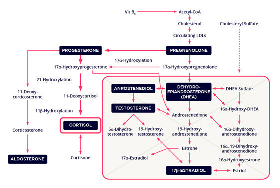 HHY - Hormonal Stress Effects