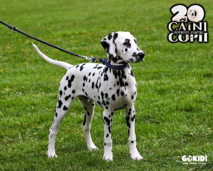 Dalmatian caini pentru familii cu copii