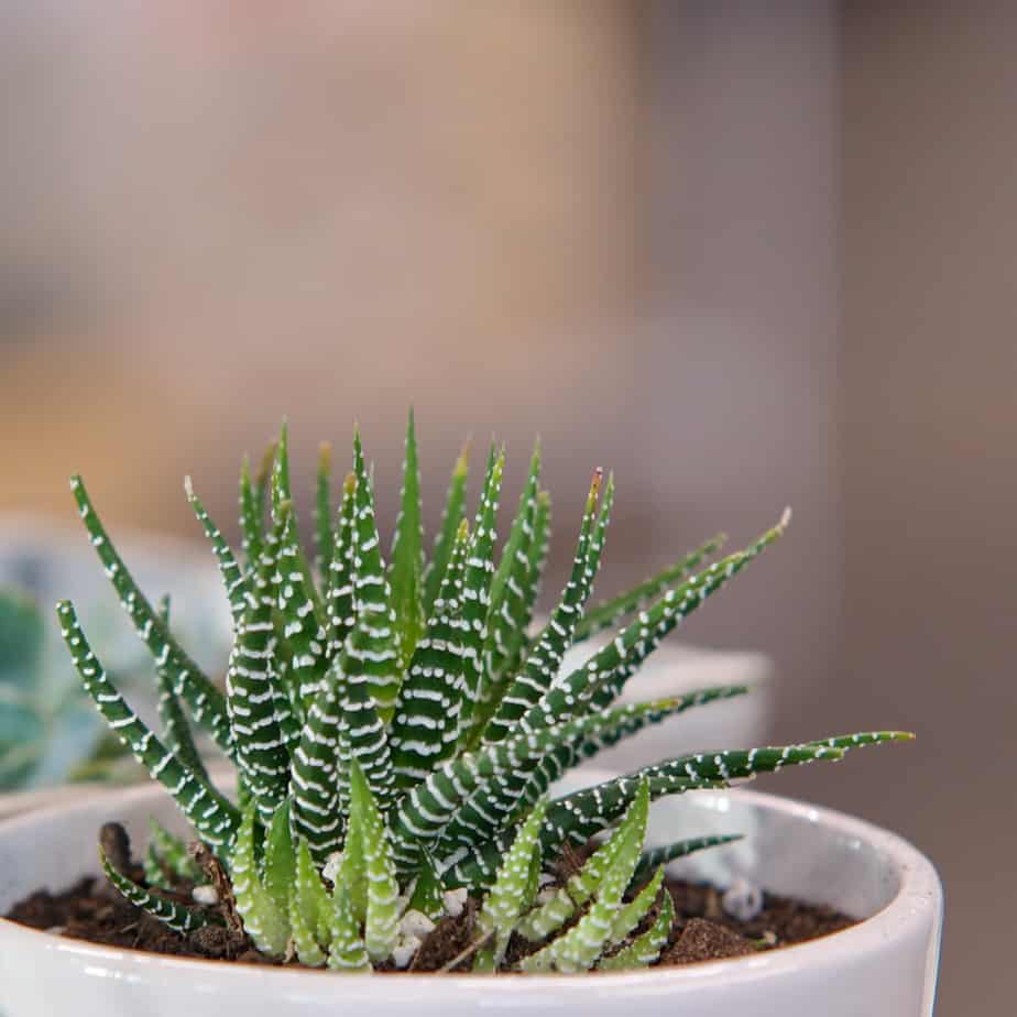 Haworthia Closeup