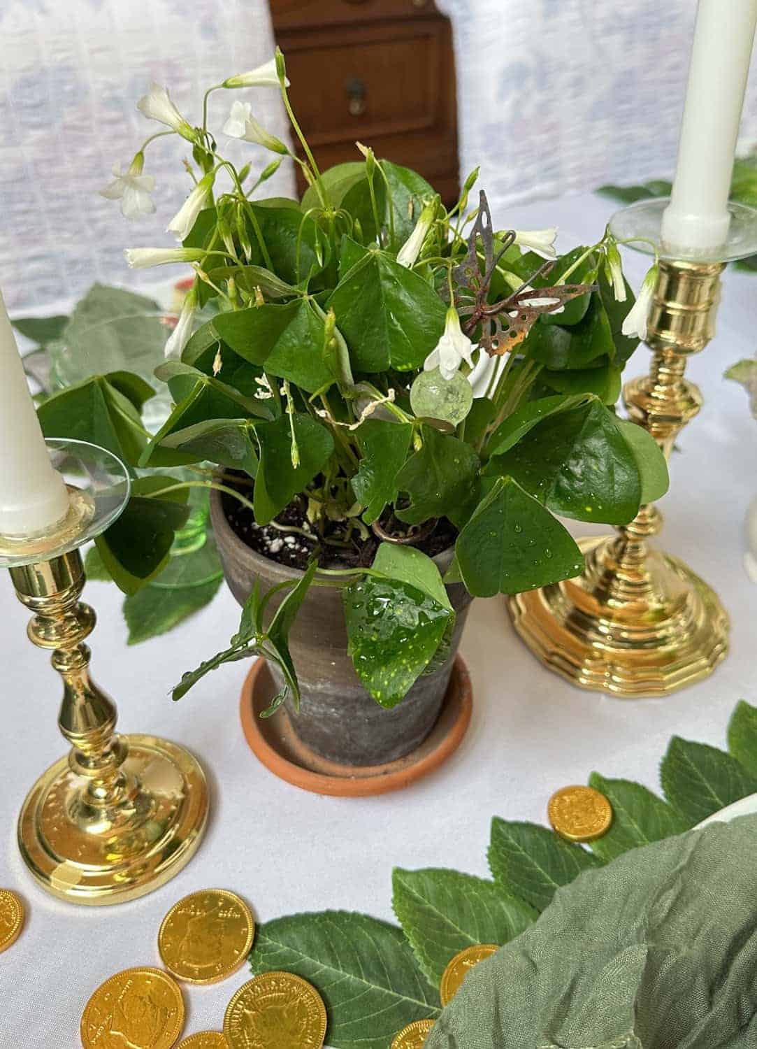 green shamrock plants with a butterfly tucked into the plant.