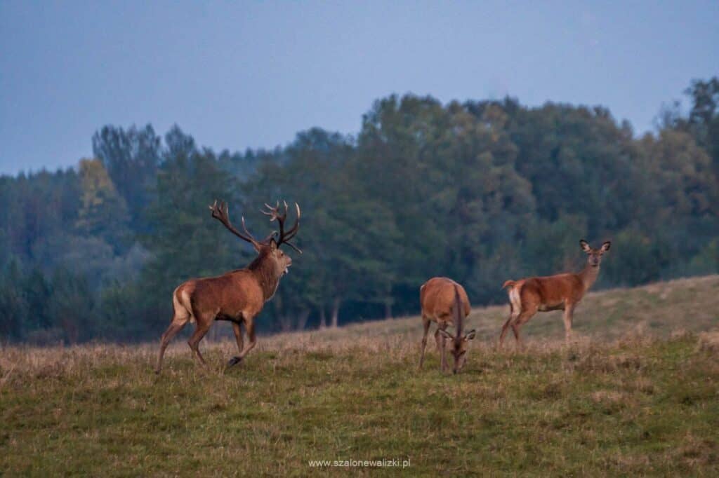 mazurskie safari