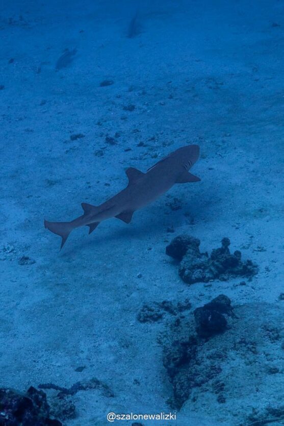 nurkowanie na thulusdoo