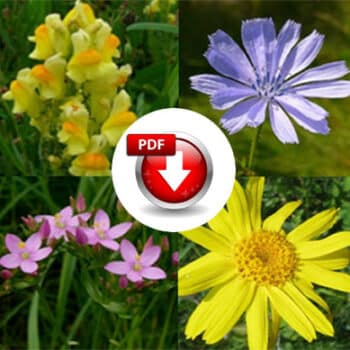 Gutes von Wildkräutern - PDF