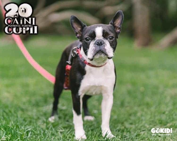 Boston Terrier caini pentru familii cu copii