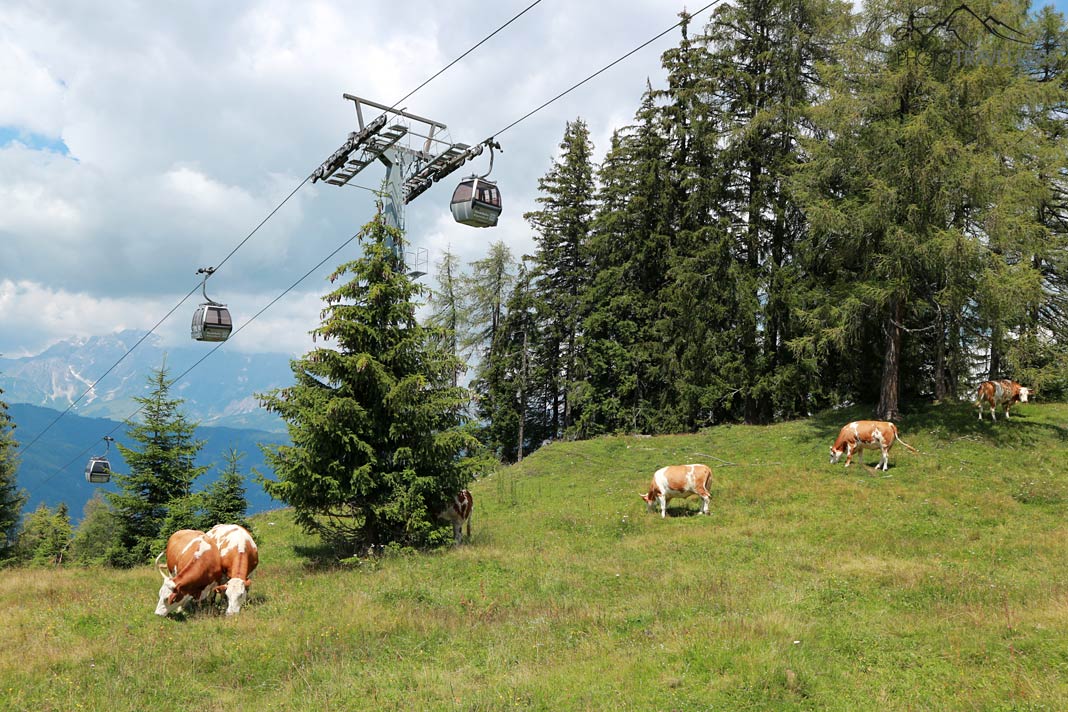Vier Kühe unter der Seilbahn am Geisterberg