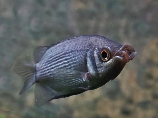 Küssender Gurami Helostoma temminkii Naturfarbig