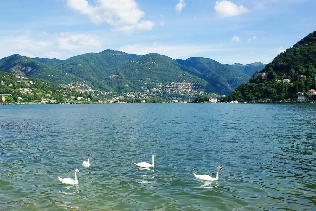 Schwäne auf dem Comer See