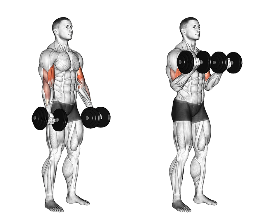 Best Bicep Exercises