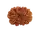 13 Mukhi Rudraksha