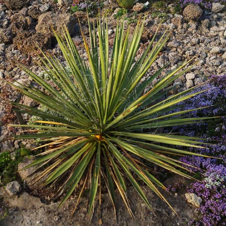 61 Yucca Plant Varieties: Identification and Care Guide | Succulent Alley