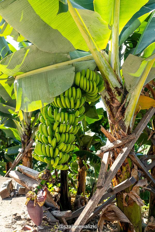 gdzie zjeść na maderze