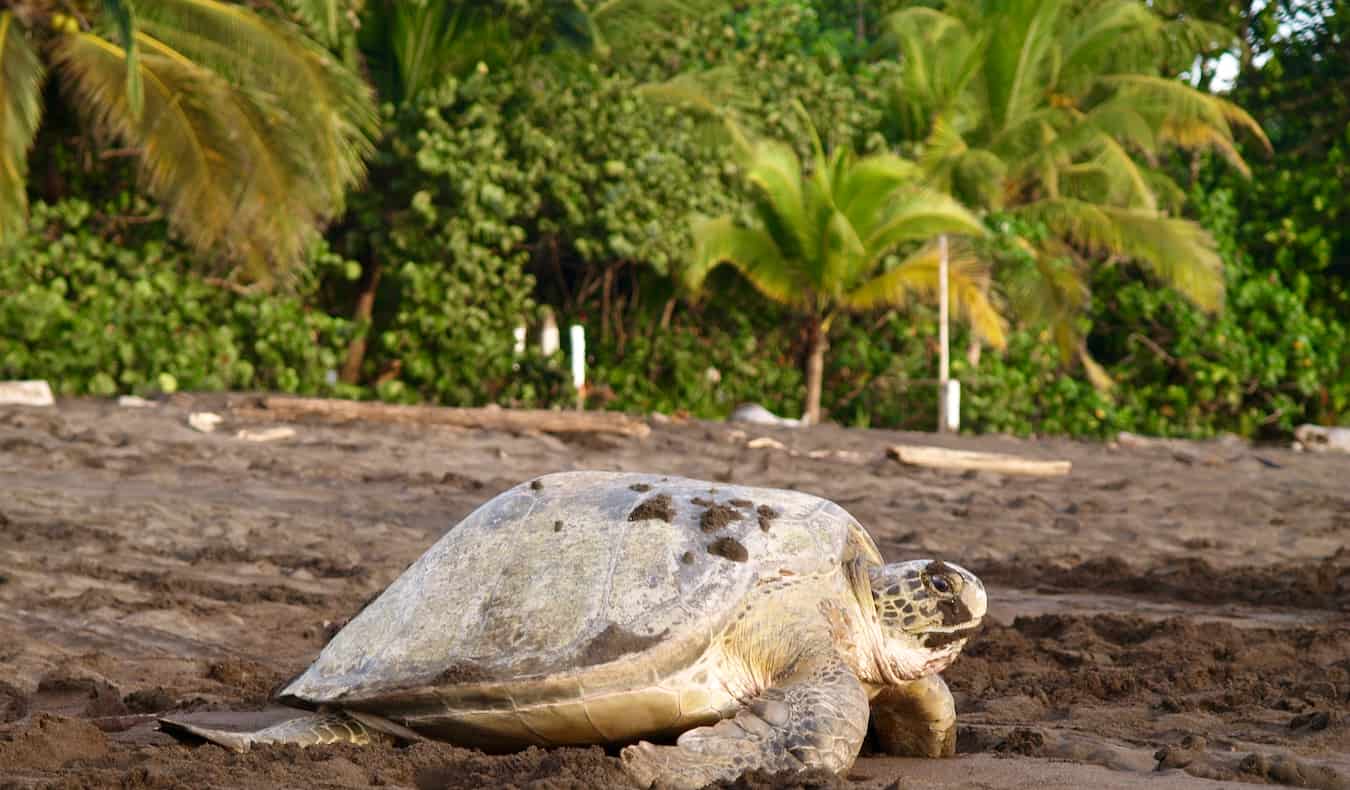 Costa Rica Travel Insurance Costa Rica Travel Insurance