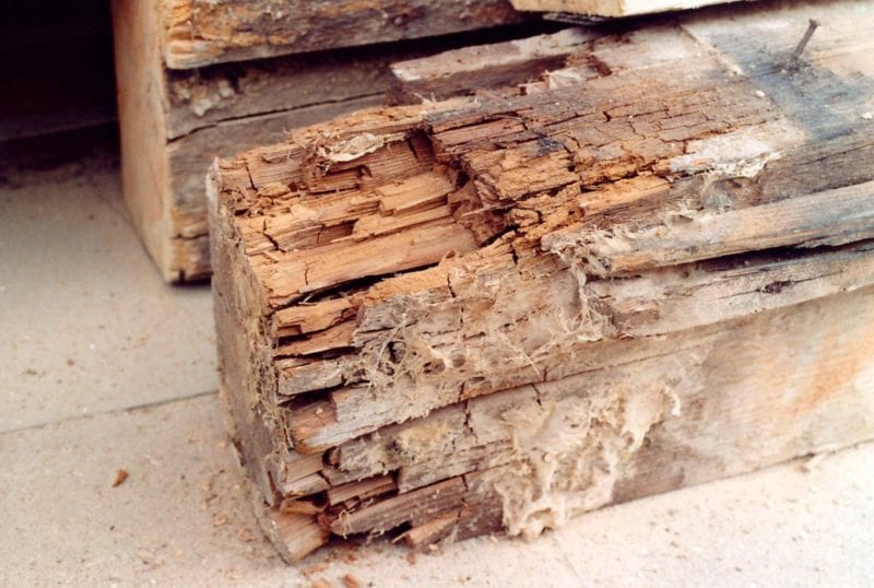 VPB Durch Echten Hausschwamm geschaedigter Balkenkopf wuerfelartige Zerstoerung e1556265893612