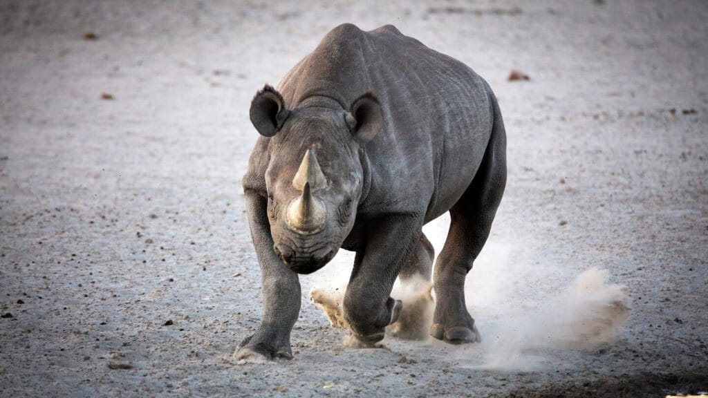 The Power of the Black Rhino - A Force of Nature on the Charge Black rhino bull charging forward on the African savanna.