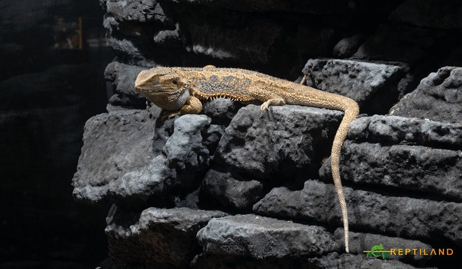 idei de activitati pentru copii bucuresti (9) reptiland