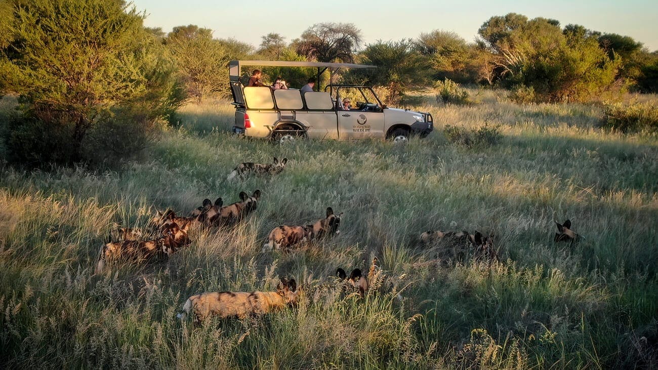kalahari-predator-monitoring-african-wild-dog-encounter-vehicle Guests on a game viewing vehicle observing African wild dogs, Kalahari Reserve.