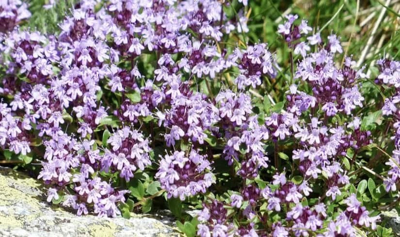 Welcome to Virgo Season 18 Kjahli