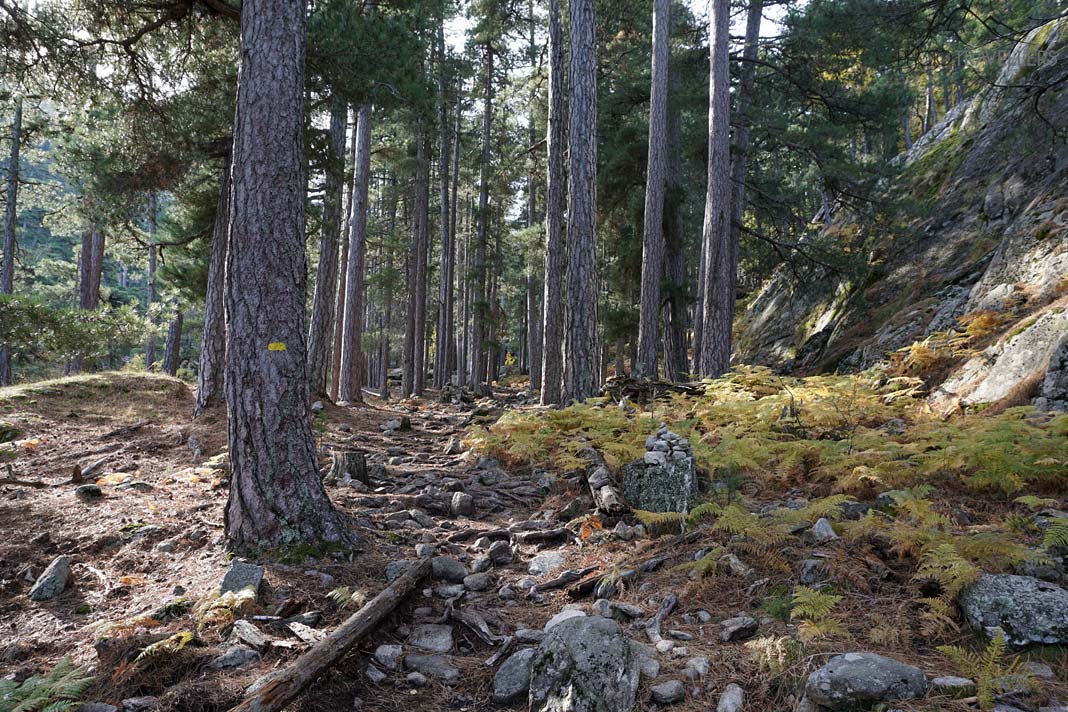 Der Wanderweg zum Ninosee, flankiert von markierten Bäumen