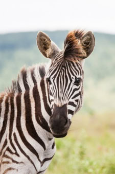 Eswatini (formerly Swaziland), Africa vacation destinations