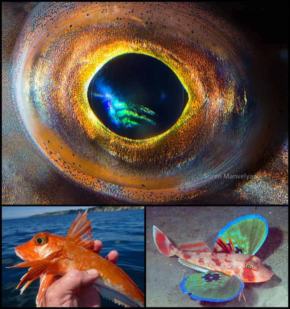 ochi de Randunica de mare rosie gokid