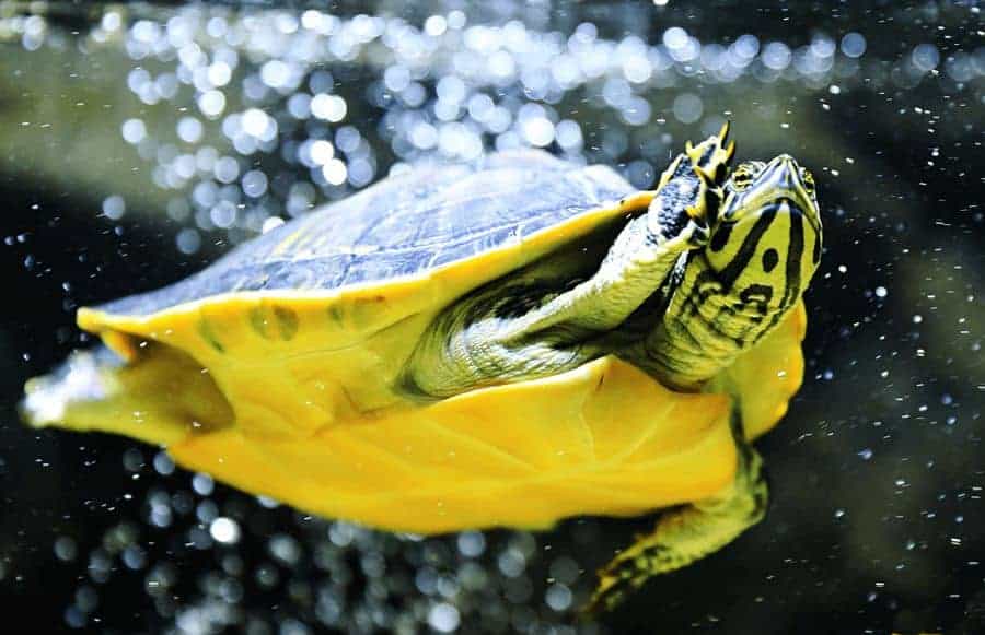 idei de activitati pentru copii bucuresti (11) reptiland
