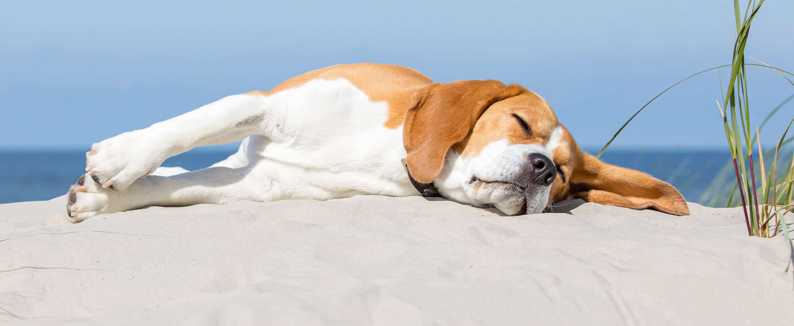 Hund am Strand auf Norderney Fotoshooting mit Hund am Strand von Norderney